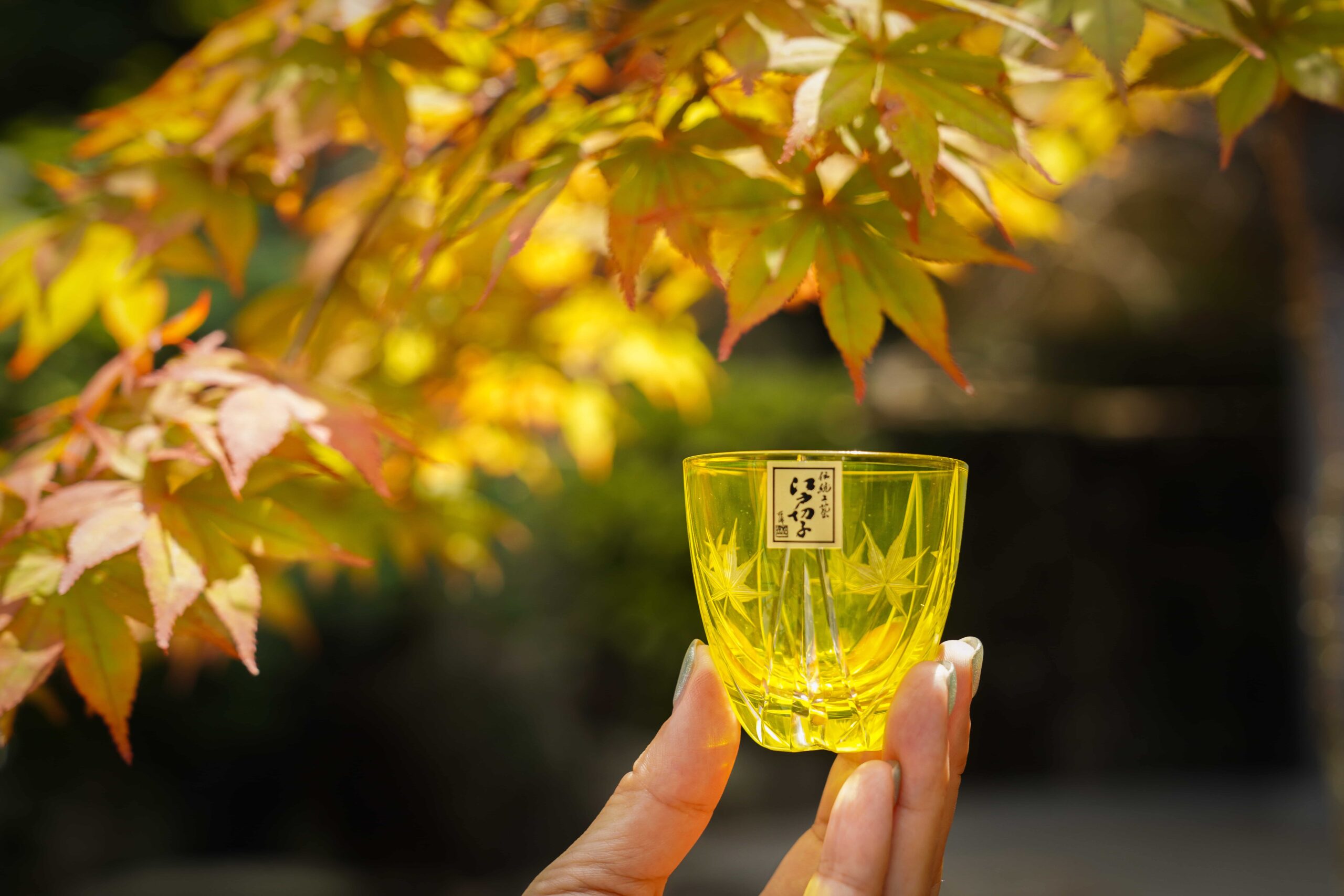 Edo-kiriko" Japanese maple" under a maple tree
